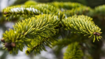 Фотография к новости: Расследования по факту незаконной вырубки елей начались в Акмолинской области