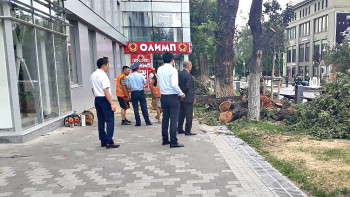 Фотография к новости: Вместо спиленных деревьев на алматинском Арбате пообещали высадить 40 новых