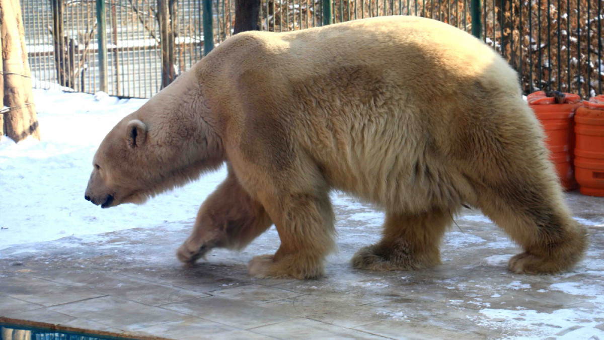  Руслан Канабеков 