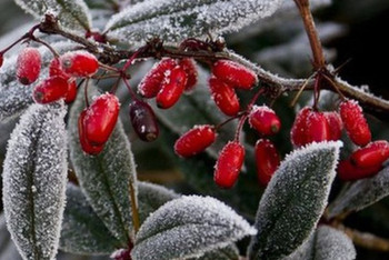 Фотография к новости: Похолодание придет в Казахстан после аномального тепла 