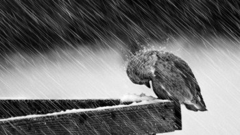 Фотография к новости:  В Шымкенте и двух областях Казахстана объявлено штормовое предупреждение 