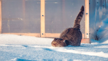 Фотография к новости: Потепление прогнозируют синоптики в Казахстане в ближайшие три дня 