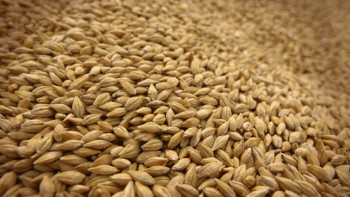 Фотография к новости: Свыше 500 млн долларов составил экспорт казахстанских товаров в Афганистан