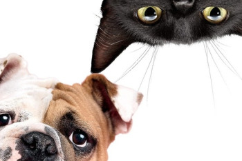 Фотография к новости: Ученые назвали животных, способных исцелять болезни людей