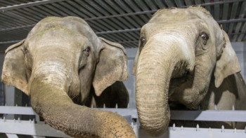 Фотография к новости: Всемирный день слонов отмечают в зоопарке Алматы