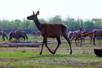 Фотография к новости: Пантолечебница открылась в Актюбинской области 
