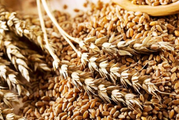 Фотография к новости: Более 20 млн тонн зерна намолочено в Казахстане - Минсельхоз