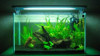 Фотография к новости: Аквариум стал причиной смерти ребенка в Экибастузе