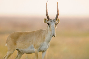 Фотография к новости: Полицейские задержали подозреваемых в массовом отстреле сайги 
