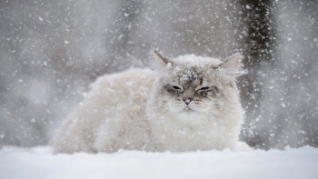 Фотография к новости: Каким будет февраль в Казахстане, рассказали синоптики