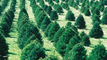 Фотография к новости: Вокруг Туркестана появится "зеленый пояс" 