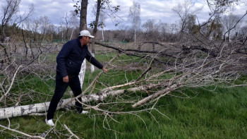 Фотография к новости: Пруд-накопитель появится на месте погибших деревьев в парке Павлодара 