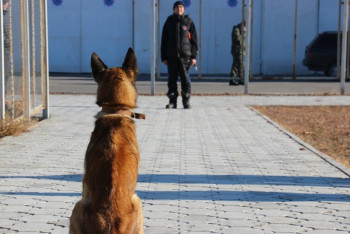 Фотография к новости: Какие породы собак лучше всех спасают людей в Казахстане 