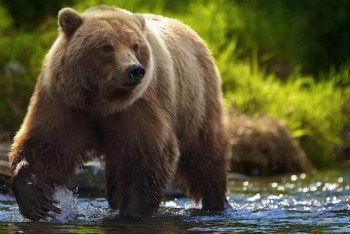 Фотография к новости: Медведи загрызли 67 овец, но не тронули человека в Кыргызстане
