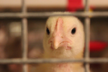 Фотография к новости: Запрет на ввоз мясной продукции для ряда импортёров ввёл Минсельхоз РК