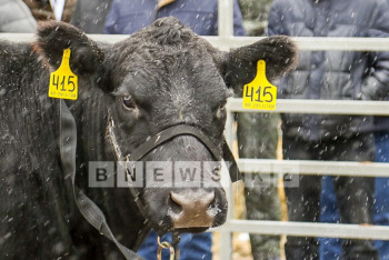 Фотография к новости: Пять тысяч голов скота больны бруцеллезом в ВКО