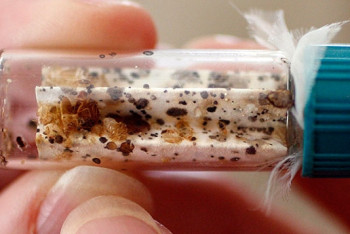 Фотография к новости: За диван с клопами астанчанке выплатили моральный ущерб в 50 тыс тенге 