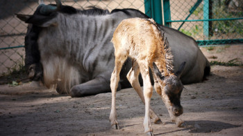 Фотография к новости: Детёныш антилопы гну родился в зоопарке Алматы