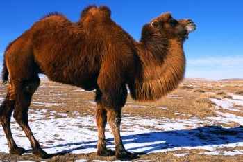 Фотография к новости: Племенных верблюдов на 77 млн тенге приобретут в Мангистау