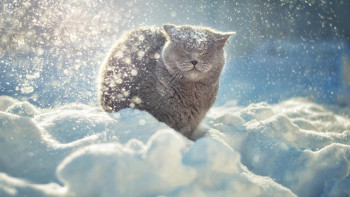 Фотография к новости: Снег и дождь прогнозируют синоптики в ближайшие трое суток в РК 