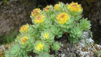 Фотография к новости: Уголовное наказание за сбор краснокнижного растения грозит жителю Алматинской области 