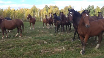 Фотография к новости: Шесть актюбинцев бесследно пропали в поисках табуна лошадей