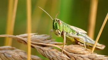 Фотография к новости: От саранчовых вредителей обработают 2,5 тыс га территории Алматы