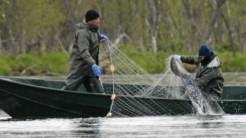 Фотография к новости: Сотрудники рыбинспекции изъяли у браконьеров 181 кг рыбы в Атырауской области