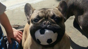 Фотография к новости: Бульдог предсказывает победителей ЧМ-2018 в Алматы