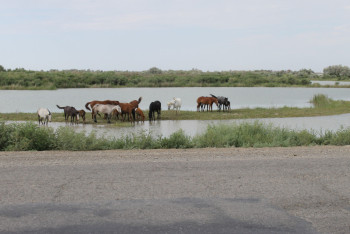 Фотография к новости: Государству возвращено 180 тысяч гектаров сельхозугодий Кызылординской области