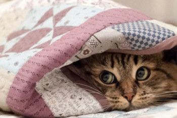 Фотография к новости: Дожди и похолодание ожидают казахстанцев в выходные