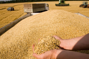 Фотография к новости: На границе с Россией усилили контроль за ввозом зерна – Минсельхоз РК