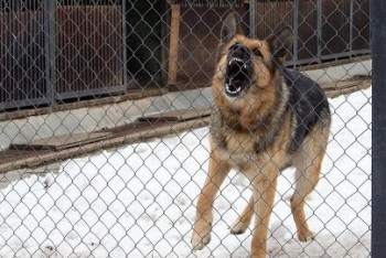 Фотография к новости: Собака загрызла шестилетнего ребёнка во дворе собственного дома в Акмолинской области 