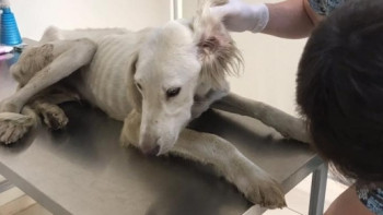 Фотография к новости: Оштрафован хозяин истощенного тазы из этноаула в Астане