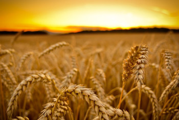 Фотография к новости: Чиновник выдал госсубсидии на 160 млн тенге снохе, жене, брату и сыну