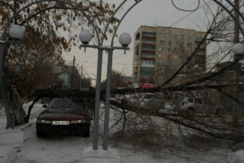 Фотография к новости: Спасателям пришлось распилить дерево, чтобы вызволить придавленную легковушку