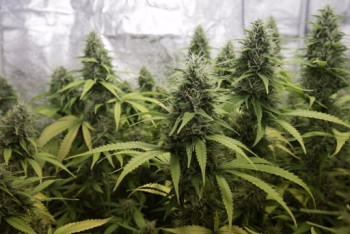 Фотография к новости: Десять процентов транзитных наркотиков оседают в Казахстане - МВД 