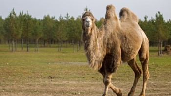 Фотография к новости: Сухое верблюжье молоко начнут экспортировать из Туркестанской области