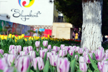 Фотография к новости: Шымкент вновь стал столицей тюльпанов