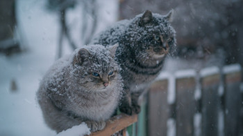 Фотография к новости: Синоптики рассказали о погоде в Казахстане 7 февраля