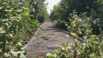Фотография к новости: Строительство газораспределительных сетей потребует вырубки 1800 деревьев в Караганде 