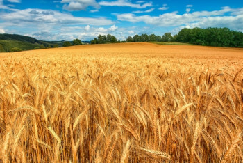 Фотография к новости: Программа АПК осуществляется бессистемно – депутат