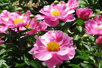 Фотография к новости: За уничтожение краснокнижных растений задержаны двое жителей ВКО  