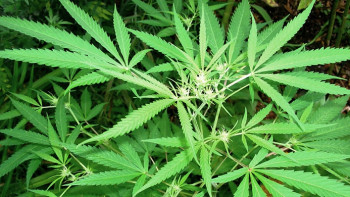 Фотография к новости: Коноплю выращивал житель Туркестанской области у себя во дворе