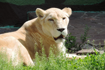 Фотография к новости: Львицу Симбу усыпят в Алматинском зоопарке