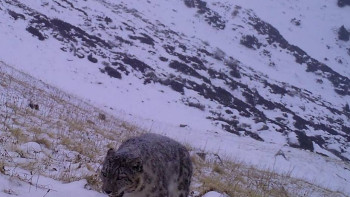 Фотография к новости: Уникальное фото красного ирбиса сделали в Алматинской области 