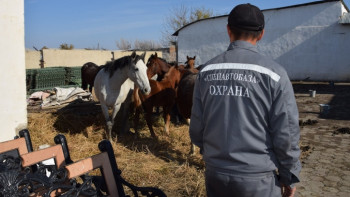 Фотография к новости: Поедающих деревья лошадей арестовали полицейские в Атырау