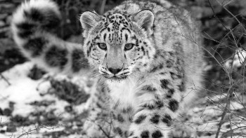 Фотография к новости: В Китае редкий снежный барс впервые попал в объектив камеры 