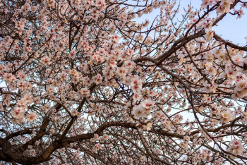 Фотография к новости: Миндаль расцвел в Шымкенте в аккурат к женскому дню