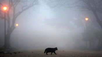 Фотография к новости: Туман ожидается на территории Казахстана 4 декабря